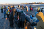 Gigantic fin whale washed up on Alaska's shore