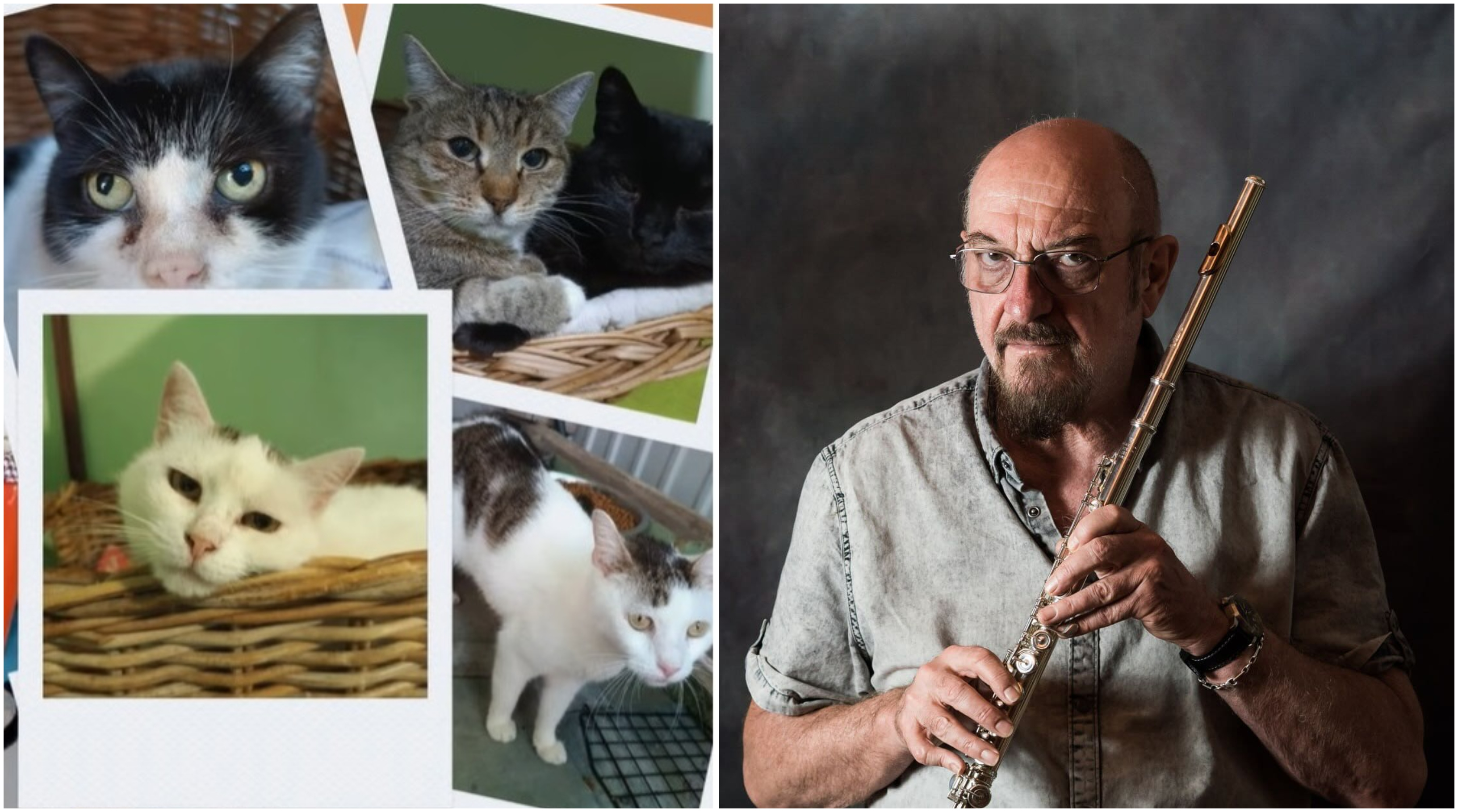 Ian Anderson, solistul trupei britanice Jethro Tull, ajută pisicile fără stăpân din Oradea. „A fost o mare surpriză”