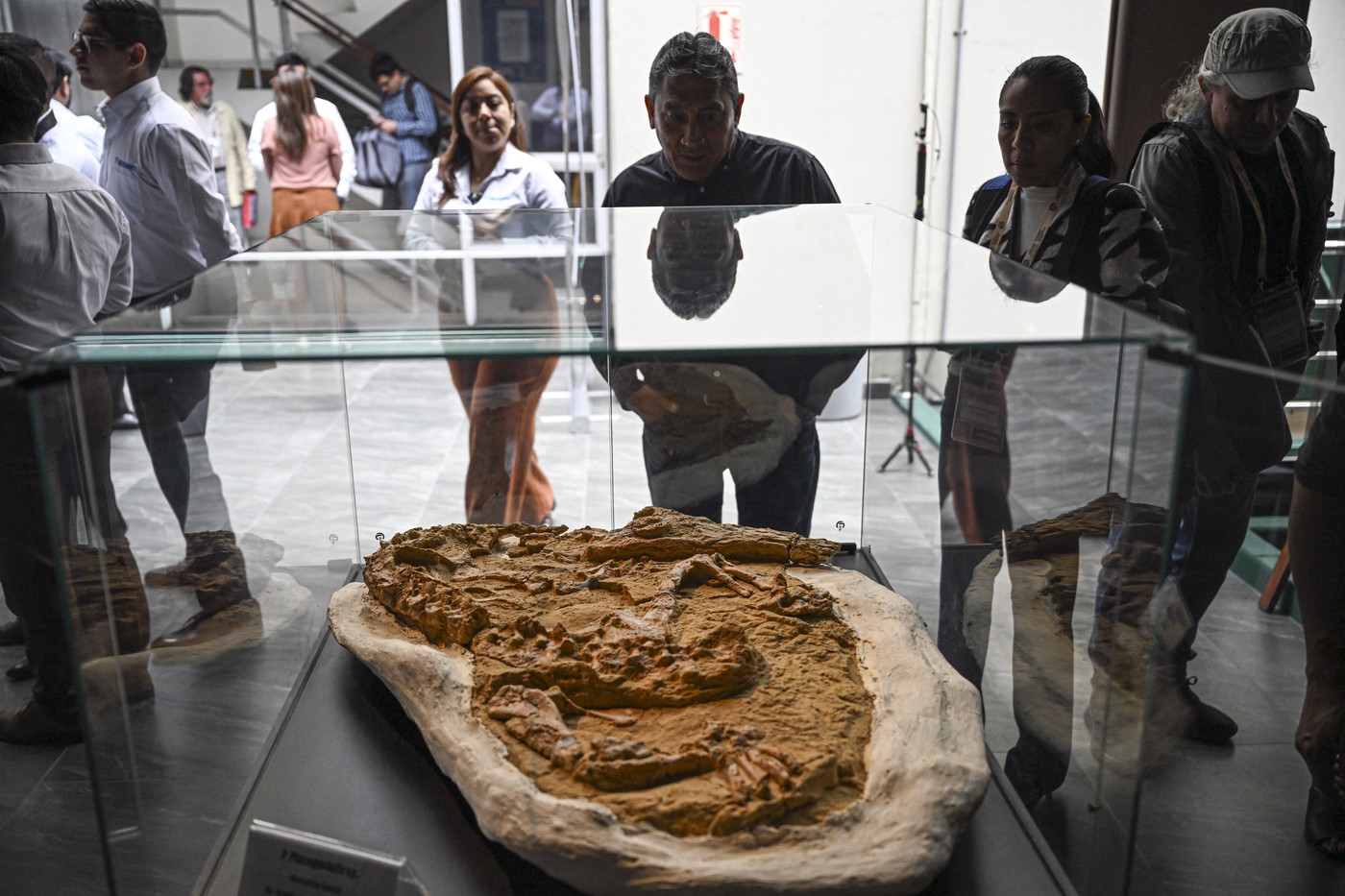 „Pentru prima dată”. Fosile rare ale unui crocodil marin, vechi de peste 10 milioane de ani, au fost descoperite în Peru