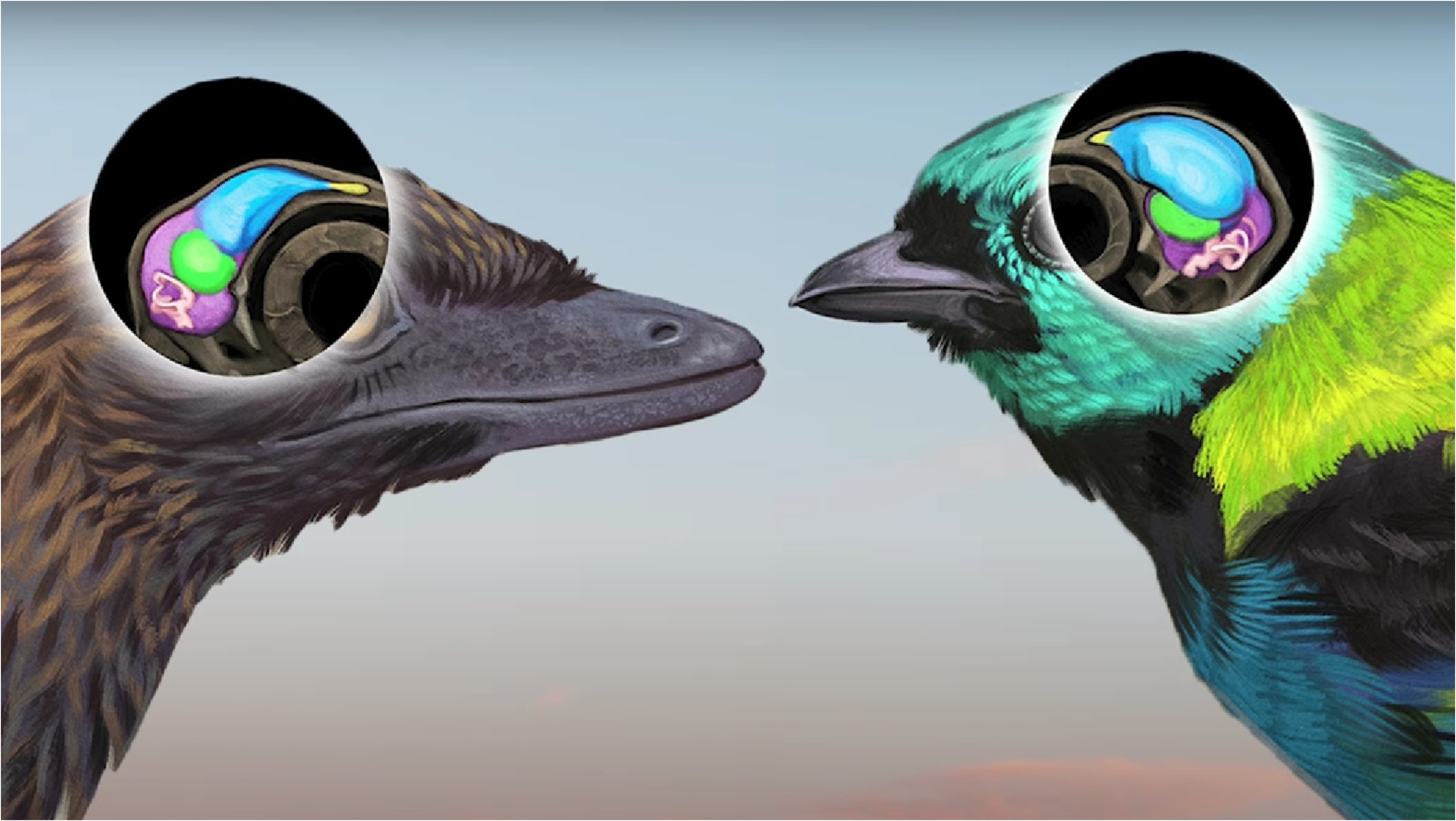 O fosilă unică din era dinozaurilor ar putea desluși misterul evoluției păsărilor. O descoperire la fel de mare ca „Piatra din Rosetta”