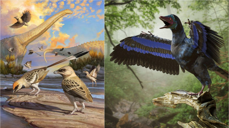 ilustrații-navaornis-Archaeopteryx-păsări-dinozauri