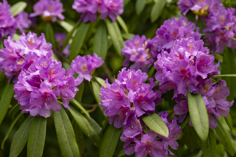 flori-rododendron-turcia