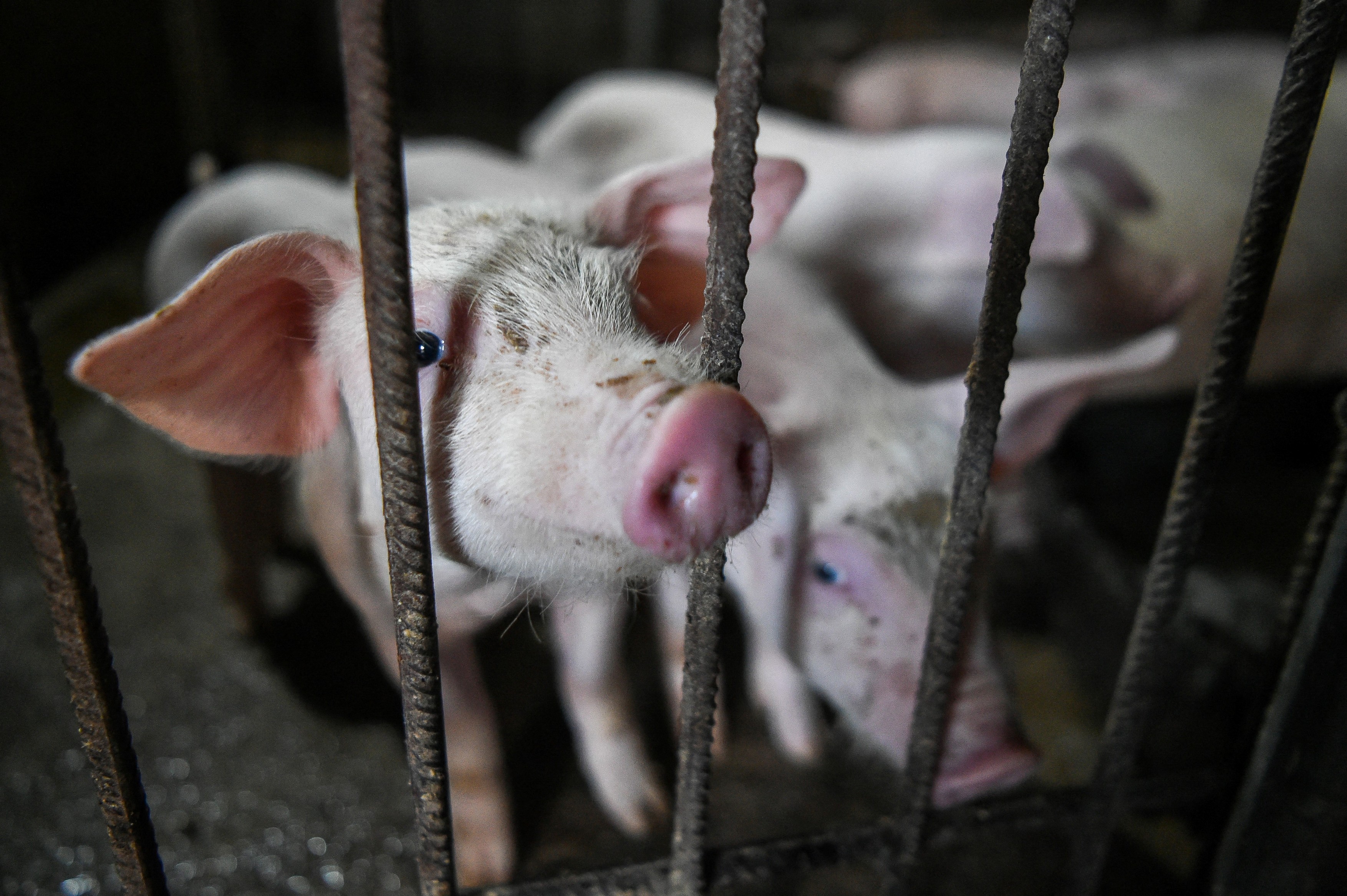 1.200 de porci de la o fermă din Sălaj vor fi sacrificați din cauza pestei porcine africane