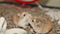 Adorable,Roborovski,Hamster,Sisters,In,The,Cage