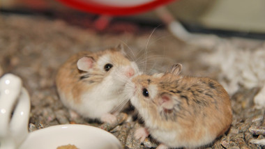 Adorable,Roborovski,Hamster,Sisters,In,The,Cage