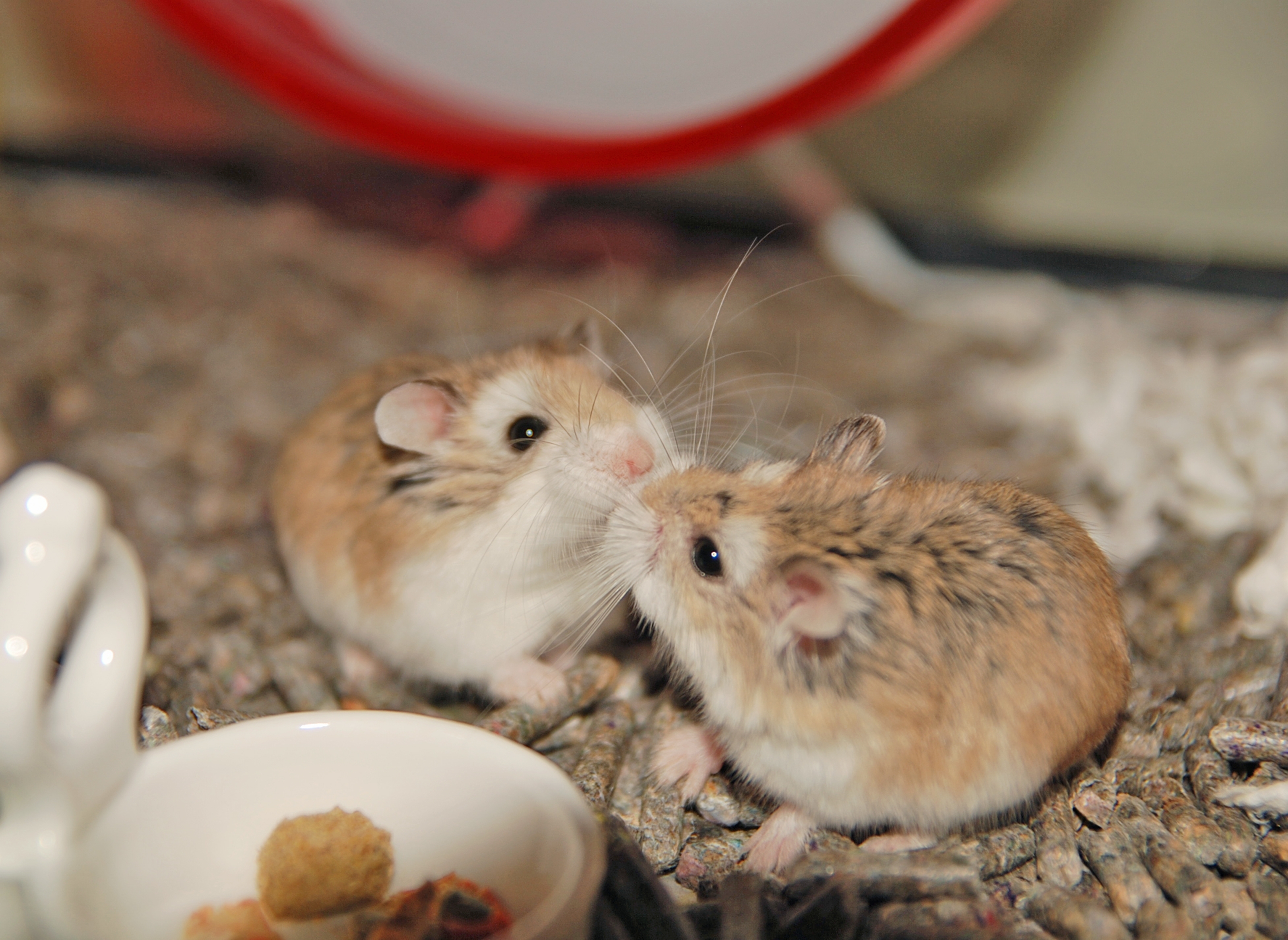 Peste 130 de hamsteri au evadat din cuști în timpul unui zbor. Avionul a rămas blocat pe aeroportul din Portugalia