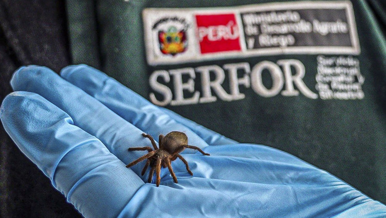 tarantula tinuta in mana cu manusa albastra