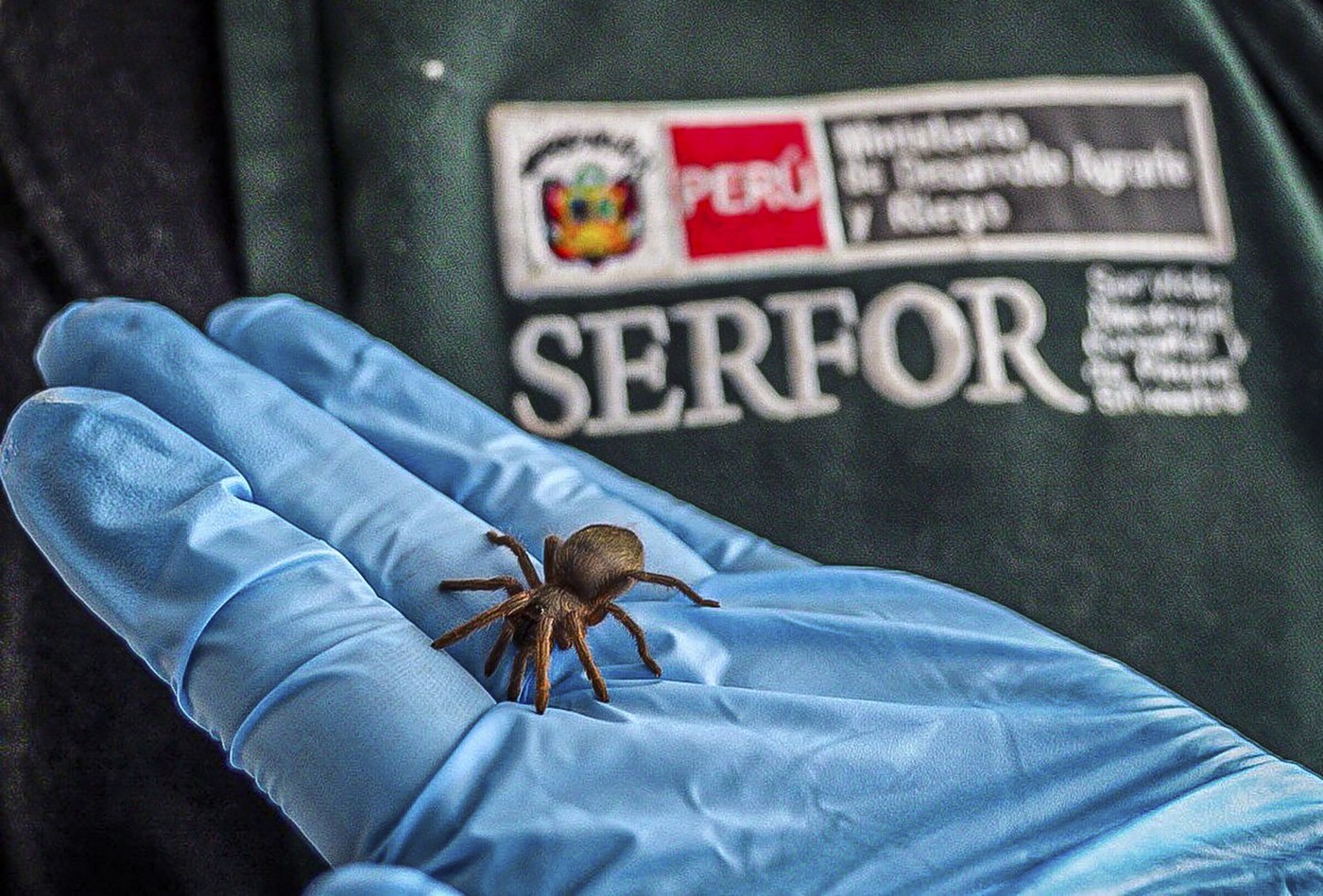 Un bărbat a încercat să iasă din Peru cu 320 de tarantule lipite de corp. Ce l-a dat de gol