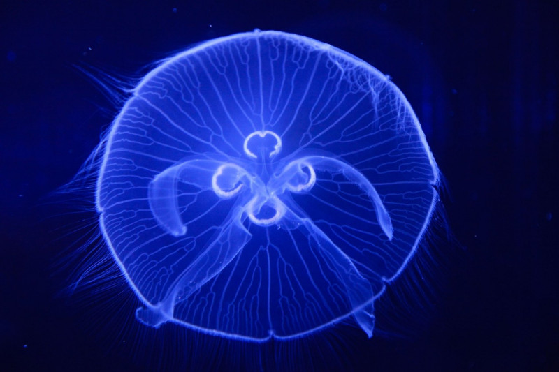 Turritopsis nutricula (jellyfish)