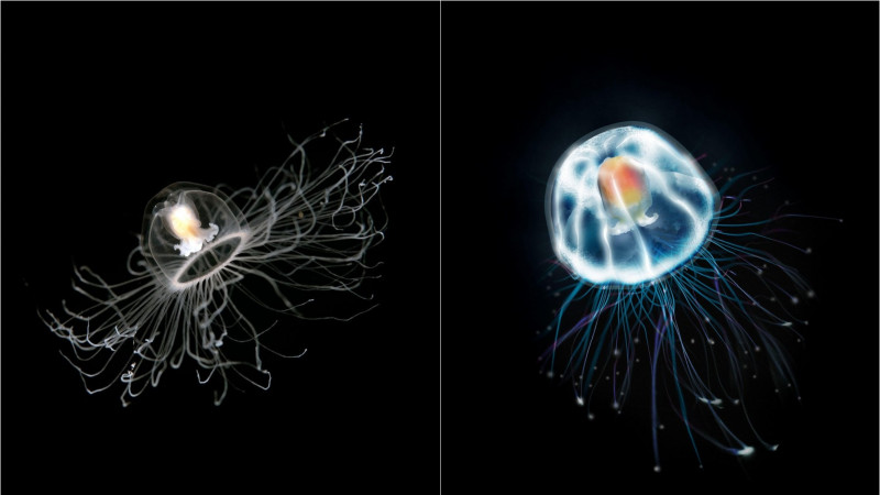 meduze-turrnitopsis-nemuritoare