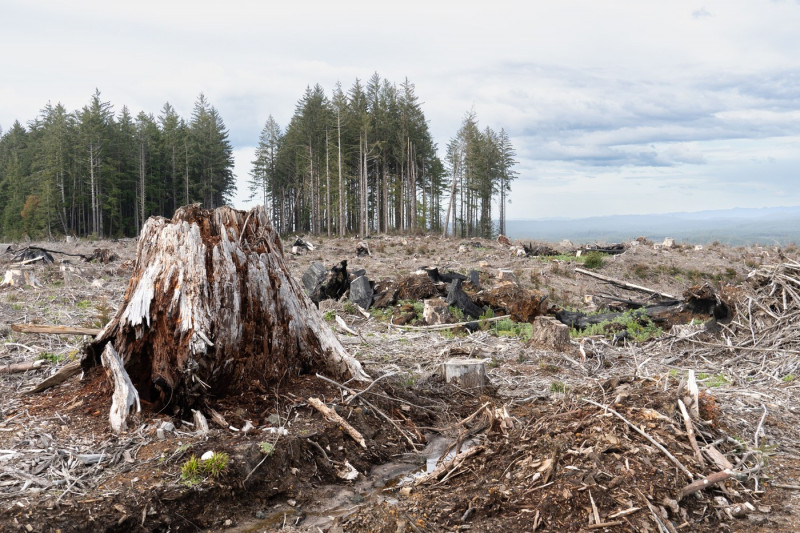 Oregon clearcut