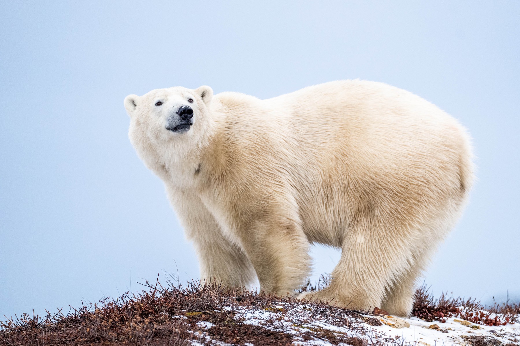 Un bărbat din Canada s-a luat la trântă cu un urs polar pentru a-și apăra soția
