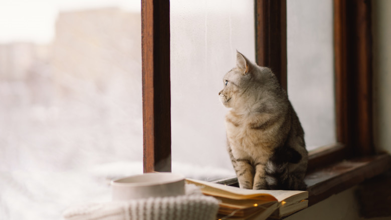 Grey,Cat,Sitting,On,The,Windowsill,Looking,At,The,Weather