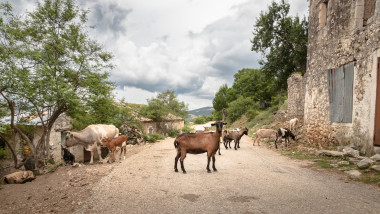 Goats,And,Cows,On,Road,In,Abandoned,Earthquake,Village,Palia