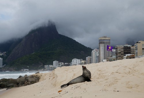 Apariție neobișnuită în Rio de Janeiro: Un leu de mare din Antarctica a fost văzut odihnindu-se pe faimoasa plajă Ipanema