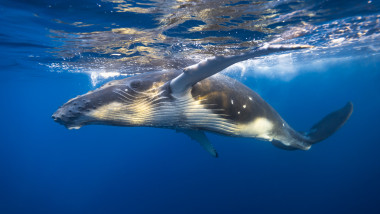 Young,Humpback,Whale,Swims,Very,Close,To,Surface,-,Underwater