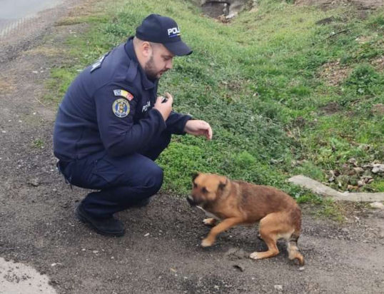 Un bărbat din Caraș-Severin a fost amendat cu 12.000 de lei după ce și-a abandonat câinele pe marginea drumului