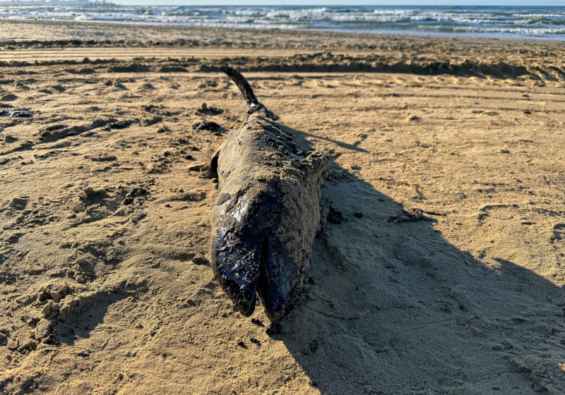 Elimination of the consequences of an oil spill due to the disaster of two Volgoneft tankers in the Kerch Strait on the afternoon of December 15, 2024 on the coastline in Anapa.