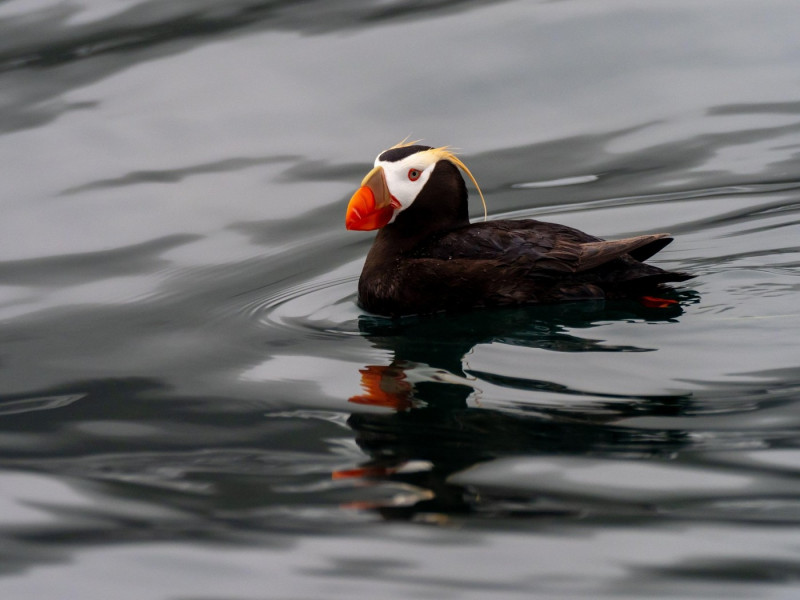 Tufted Puffin, Fratercula cirrhata, on the ocean in Southeast Alaska