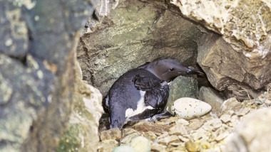 alcidae,animal,animals,Atlantic Murre,auks,Bering Sea Murre,bird,birds,breed,breeding,breeding Plumage,brood,California Guillemot,cliff,colony,egg,Fair Isle,great Britain,horizontal,nest,northern Polar,plumage,polar,safety,scotland,sea Bird,seabird,shape,