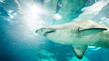 Sand,Tiger,Shark,(carcharias,Taurus),Underwater,Close,Up,Portrait