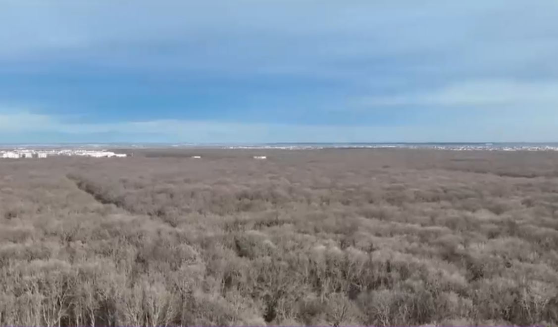 VIDEO Pădurea Băneasa ar putea deveni parc. Cum va arăta