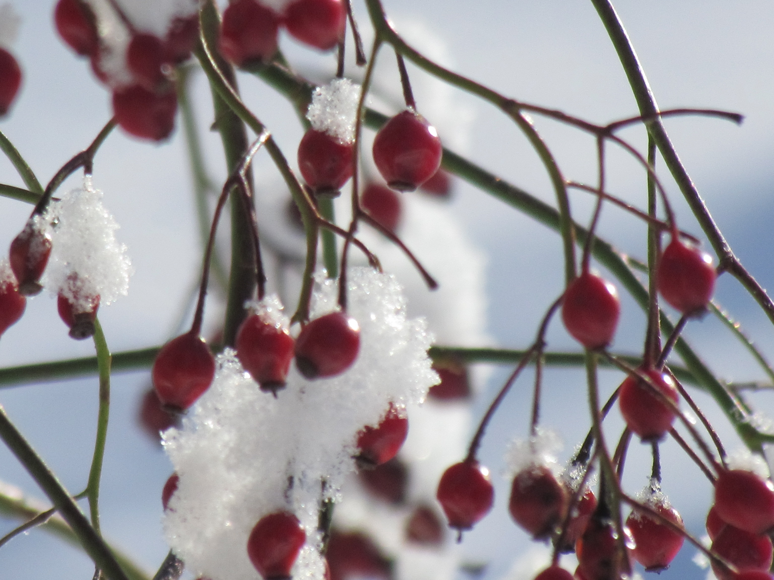 Cum va fi vremea în luna ianuarie. Prognoza meteo pentru următoarele săptămâni