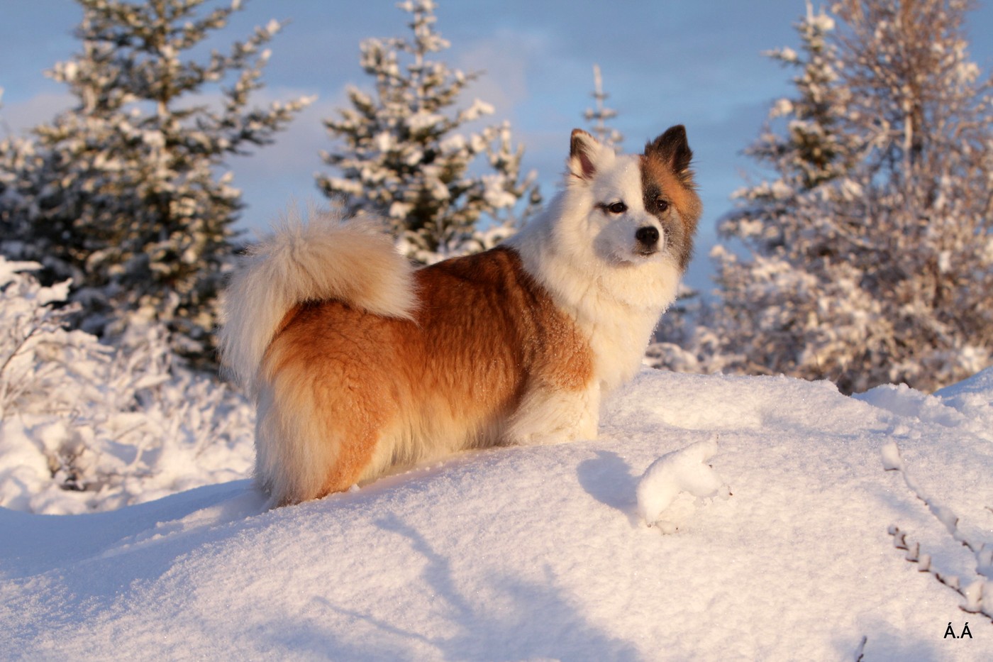 Ciobănescul islandez primește pedigree. Rasa, singura originară din Islanda, va fi recunoscută oficial de The Kennel Club din UK 