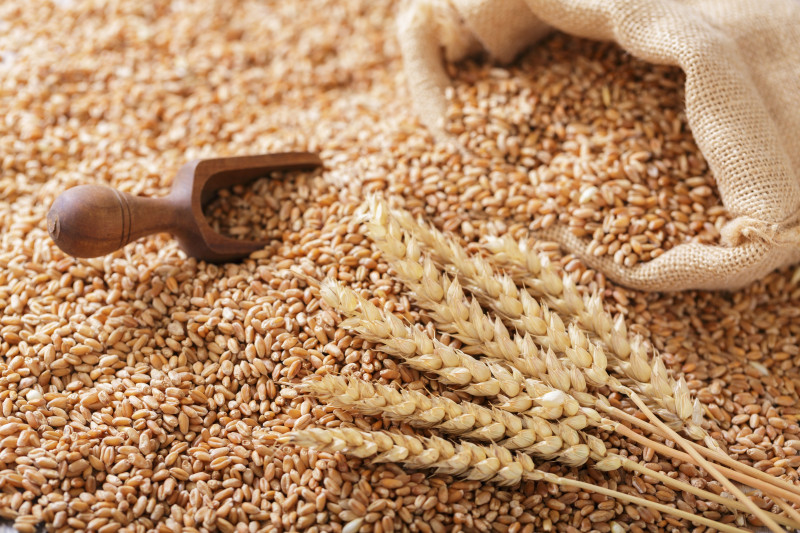 Close,Up,Of,Wheat,Grains,And,Wheat,Ears,,Top,View