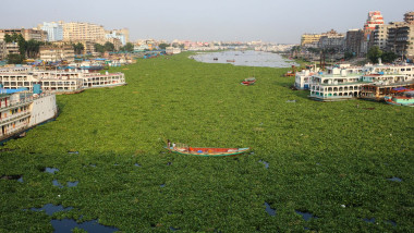 Water hyacinth grows on the Buriganga River during the lockdown caused by CoVid-19.