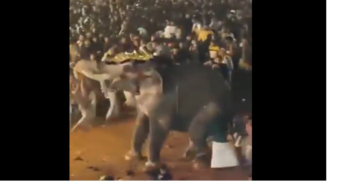 Un elefant violent rănește zeci de oameni în Kerala