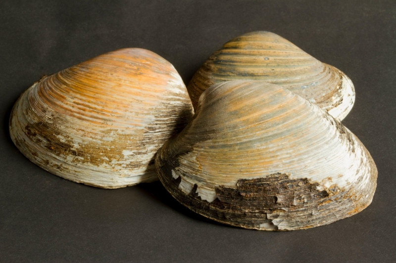 The Icelandic Cyprine is a robust bi-valve mollusc that lives buried in muddy sandy shorelines below the tide marks. It is one of the longest living