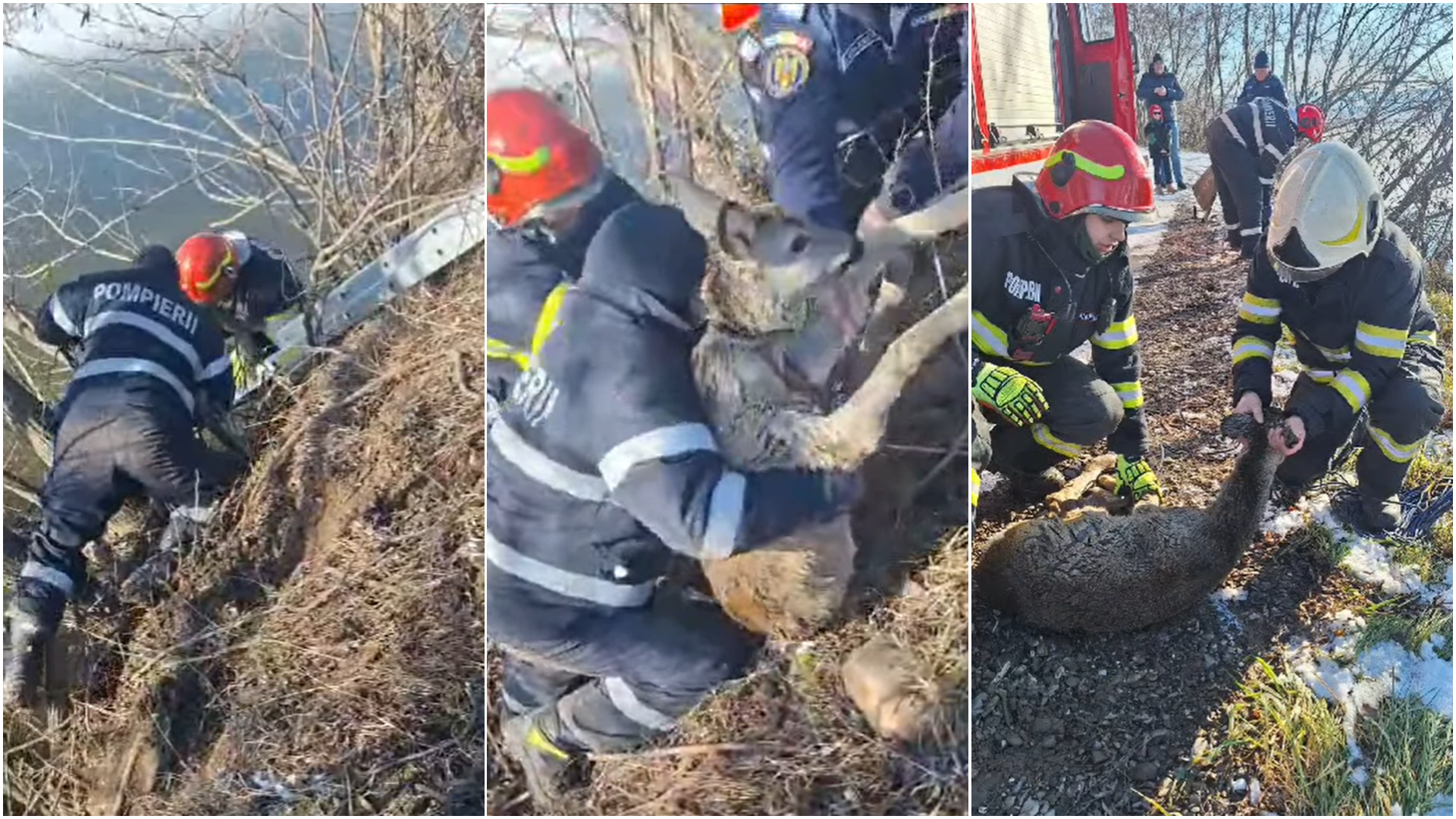 Momentul în care un pui de căprioară este salvat dintr-un iaz înghețat de pompierii din Suceava