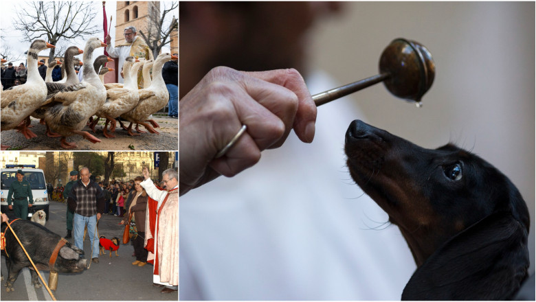   Galerie Foto  Cu animalele la biserică. Slujbă specială într-un lăcaș de cult din Madrid pentru câini, pisici, cai, șerpi și vulturi 