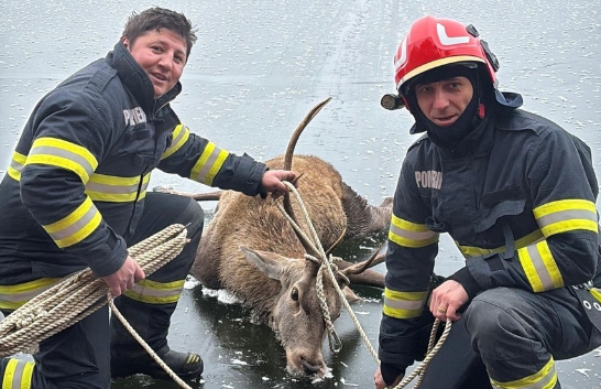 Un cerb blocat pe un lac înghețat din Brașov a fost salvat de pompieri