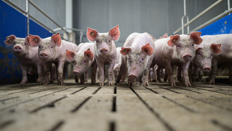 MADR vine în sprijinul crescătorilor de porcine cu un ajutor de 1,4 miliarde lei. Cine poate accesa subvenția