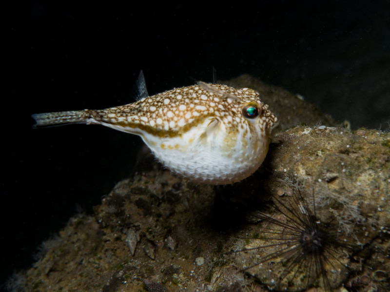 În regnul animal, cel mai mortal aliment este fugu, un sushi pe bază de pește-balon consumat în principal în Japonia