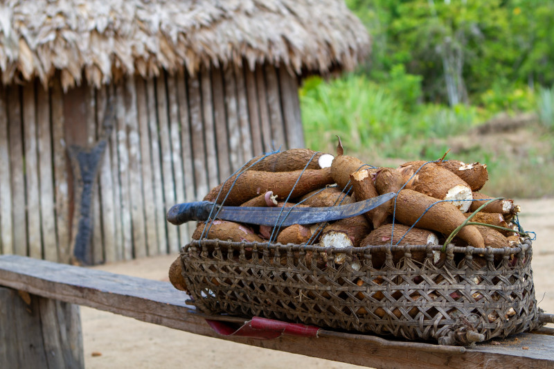 Un aliment periculos de consumat în starea sa naturală este cassava amară