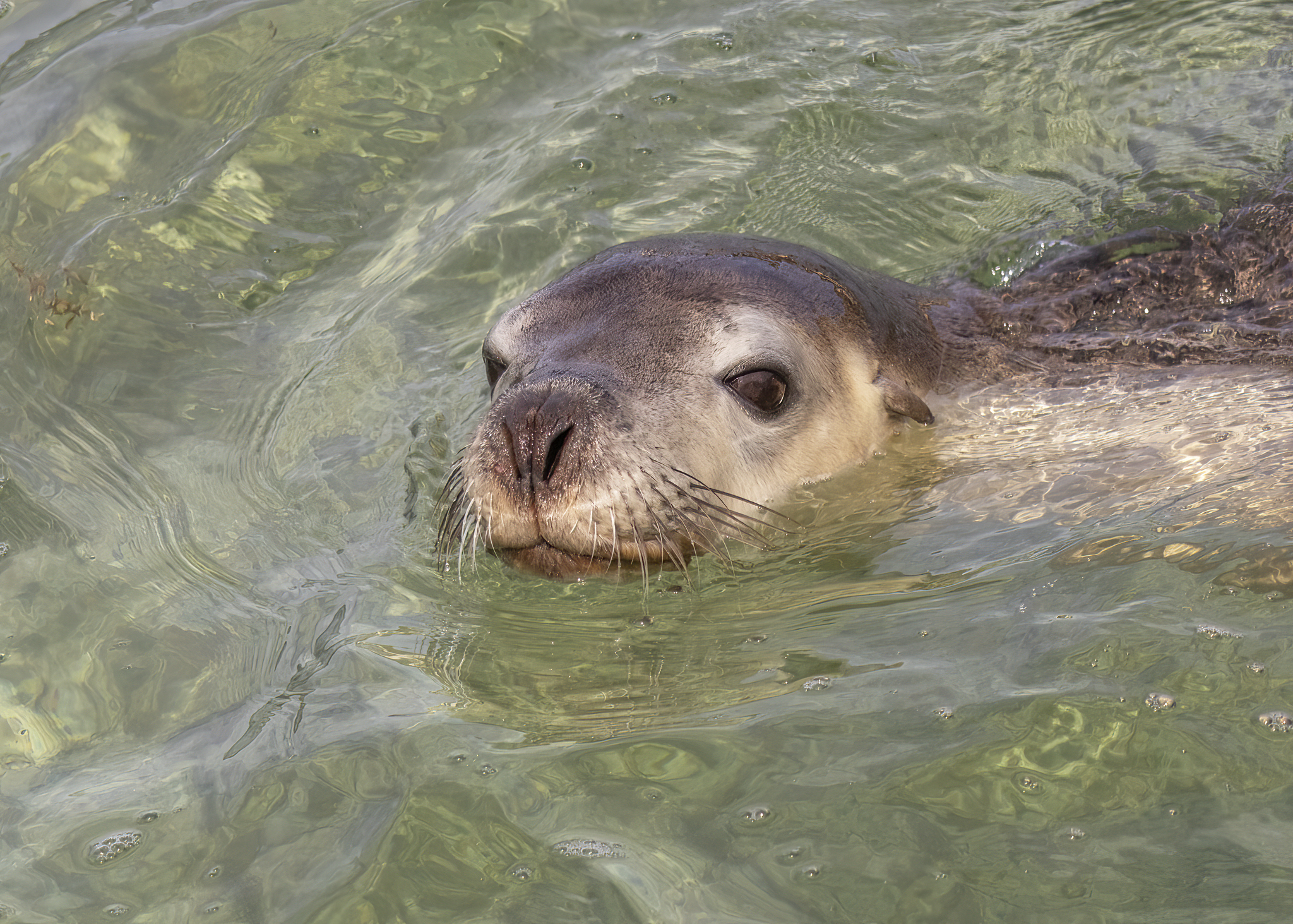 Zoo Brașov, singura grădină zoologică din România unde trăiesc lei de mare, foci și pinguini. „Sunt joviali și prietenoși”