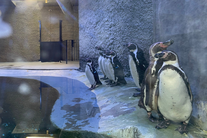 pinguini zoo brasov