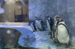 pinguini zoo brasov