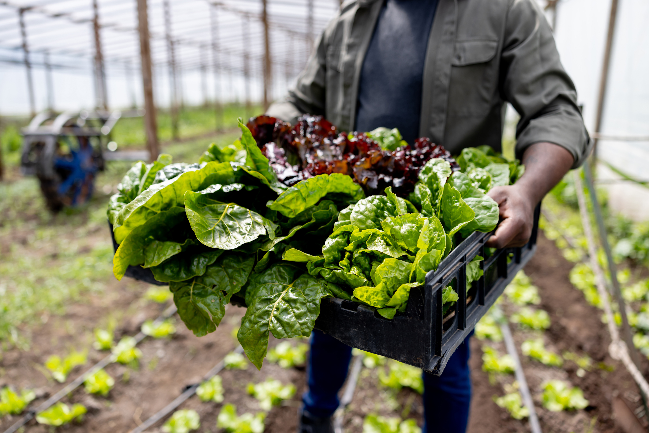 Au apărut primele verdețuri din acest sezon. Cu cât se vinde salata verde în piețe. Producător: „Nu putem să facem față solicitărilor”