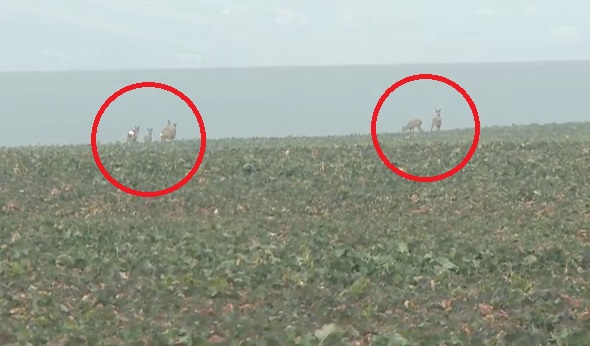 Animalele sălbatice fac prăpăd în căutare de hrană. Zeci de hectare de rapiță și grâu din Iași, distruse de turmele de căprioare