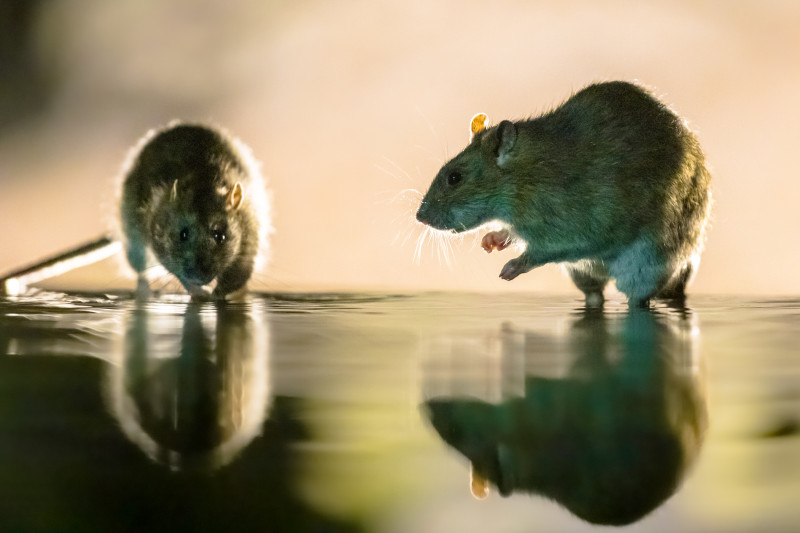 Two,Brown,Rats,(rattus,Norvegicus),Walking,Through,Water,At,Night.