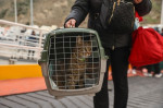 People flee Santorini as earthquake fears grow