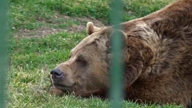 ursi zoo oradea