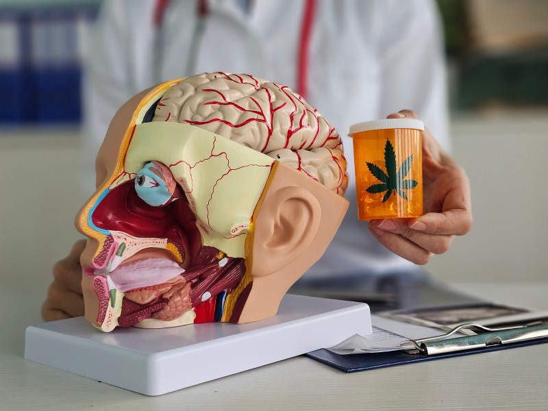 Model,Of,Human,Brain,With,Nerves,And,Marijuana,In,The
