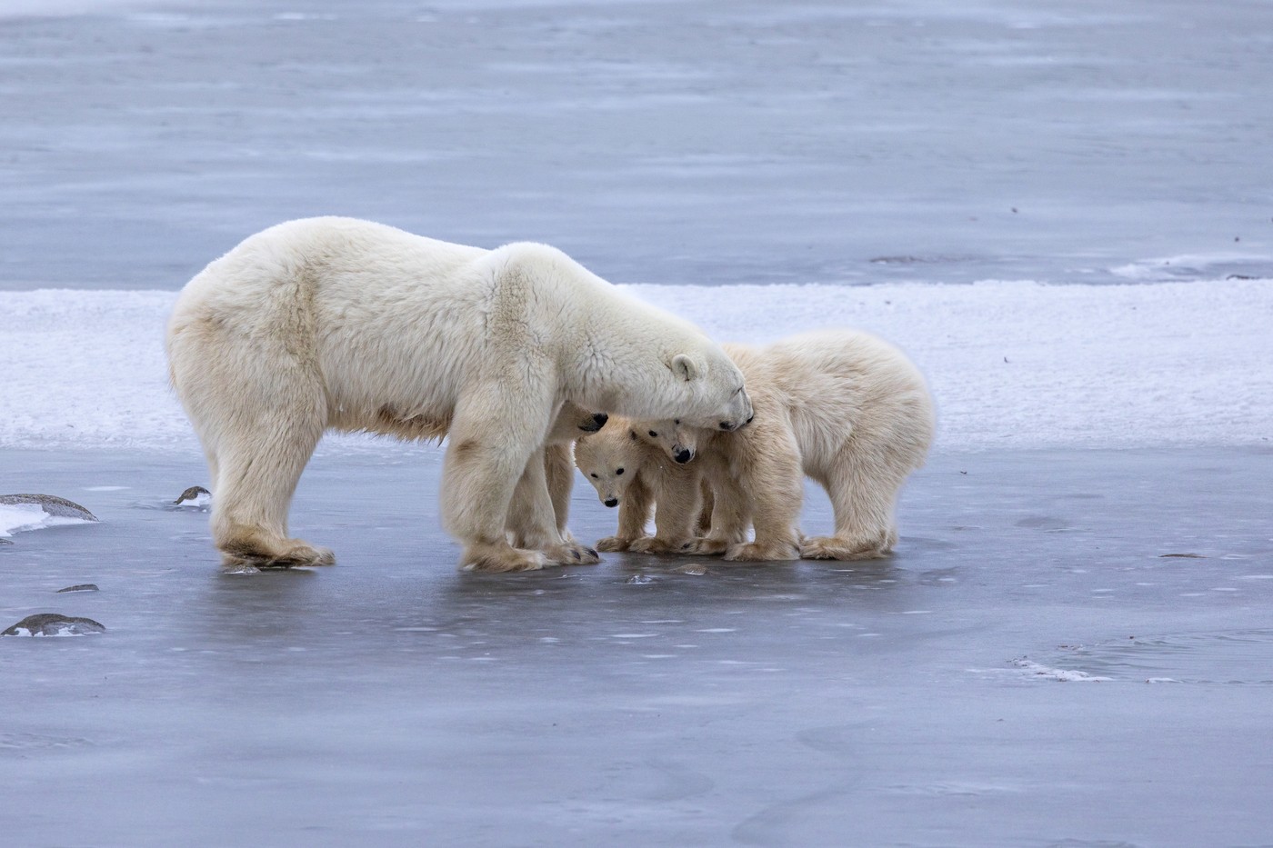 Gheața din Oceanul Arctic ar putea dispărea mai rapid decât se estima anterior. Ce au descoperit cercetătorii