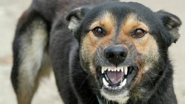 Primul caz de rabie soldat cu deces în ultimii 13 ani. Un bărbat din Iași a murit după ce a fost mușcat de un câine
