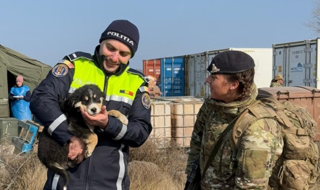 Patru căţei au fost salvaţi de un soldat britanic din zona de trageri a Poligonului Smârdan, în timpul unui exerciţiu militar